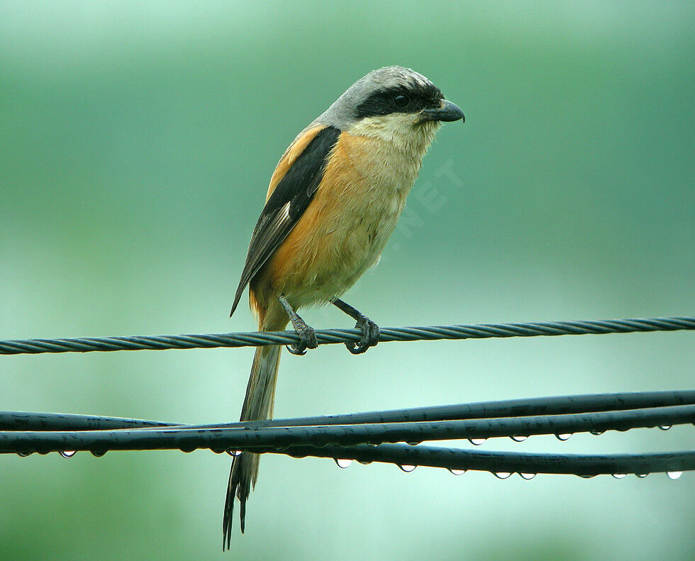 Long-tailed Shrikeadult breeding