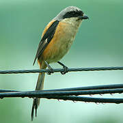 Long-tailed Shrike