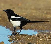 Eurasian Magpie