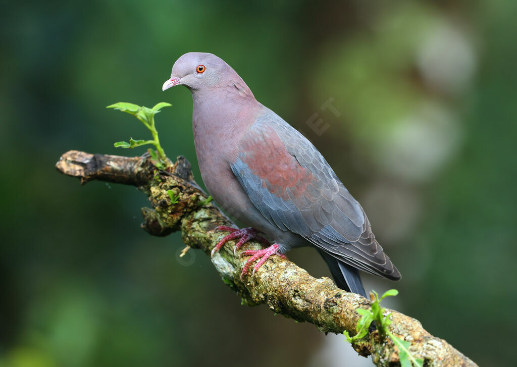 Red-billed Pigeonadult, identification