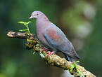 Pigeon à bec rouge