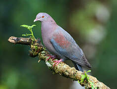 Red-billed Pigeon