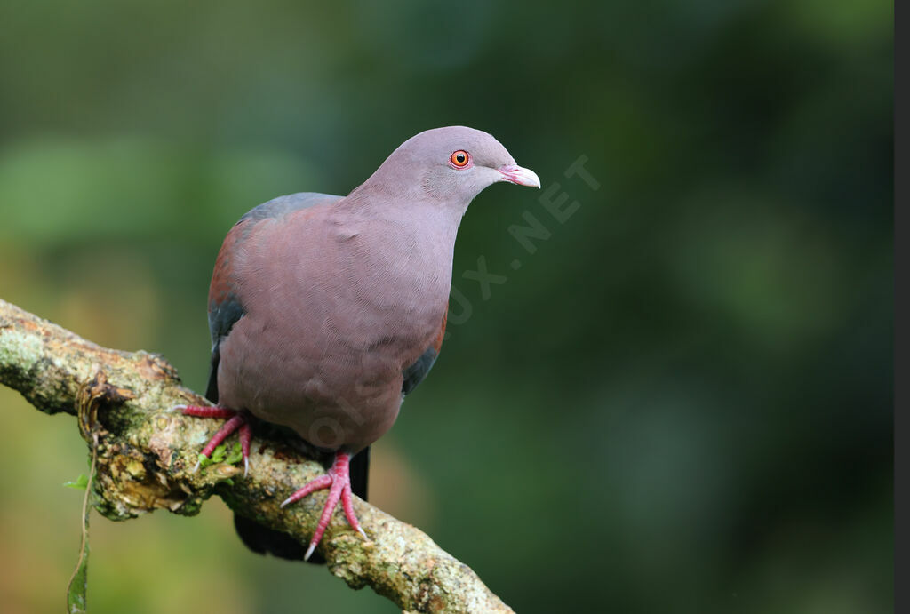 Red-billed Pigeonadult, identification