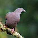 Pigeon à bec rouge