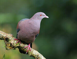 Pigeon à bec rouge