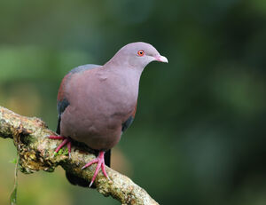 Pigeon à bec rouge