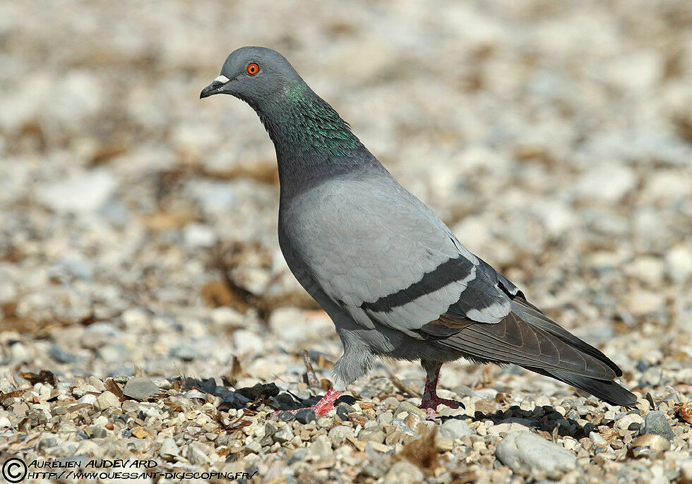 Pigeon biset