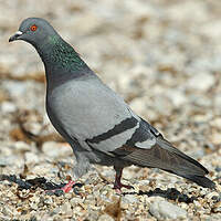 Pigeon biset