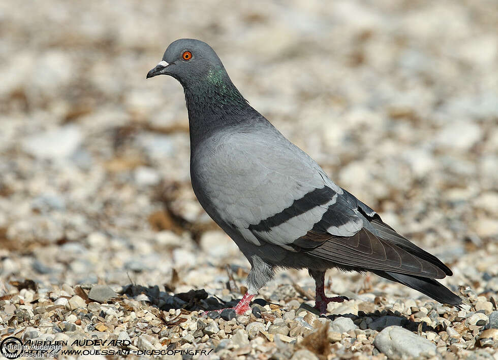 Pigeon bisetadulte, identification