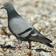 Pigeon biset