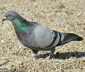 Pigeon biset