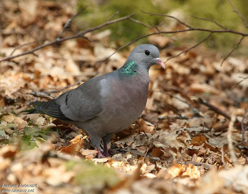 Pigeon colombinadulte, habitat, pigmentation