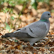 Stock Dove