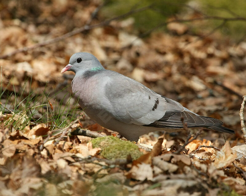 Pigeon colombinadulte nuptial, identification