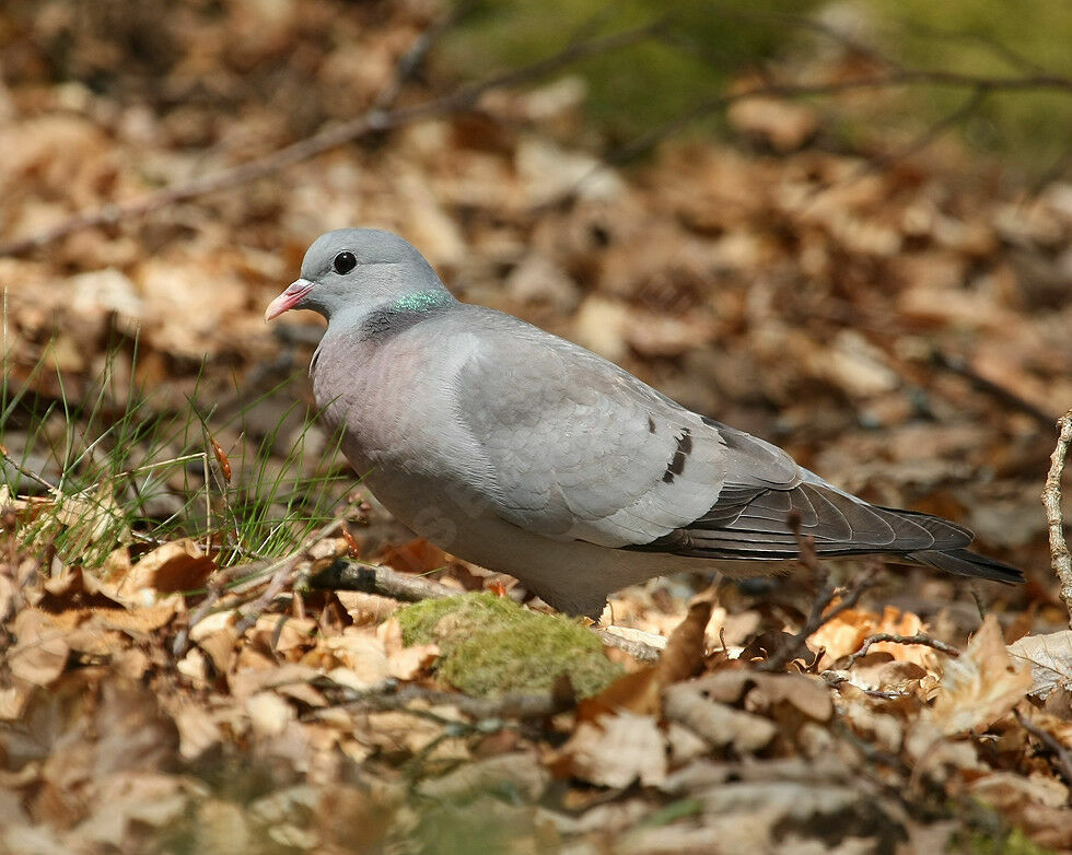 Stock Doveadult breeding, identification