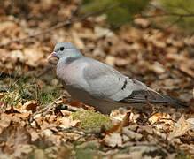 Stock Dove