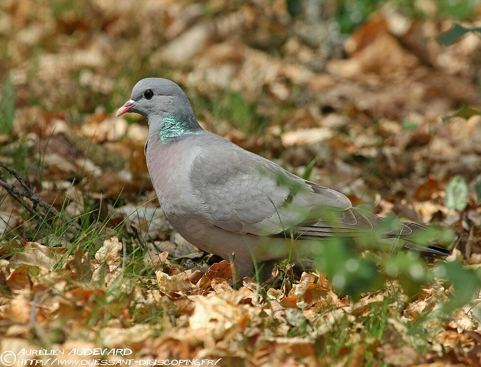 Pigeon colombinadulte nuptial, identification