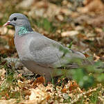 Pigeon colombin