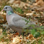 Pigeon colombin