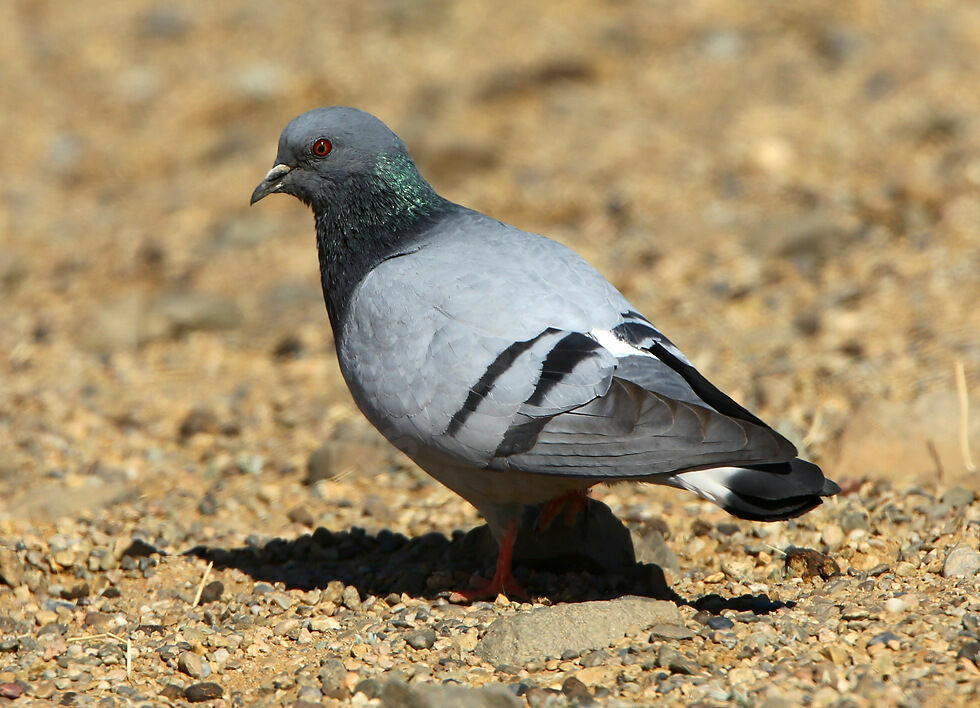 Pigeon des rochersadulte, identification