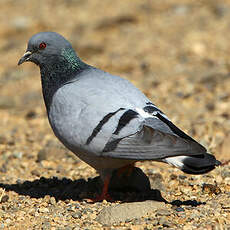 Pigeon des rochers