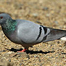 Pigeon des rochers