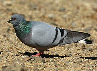 Pigeon des rochers