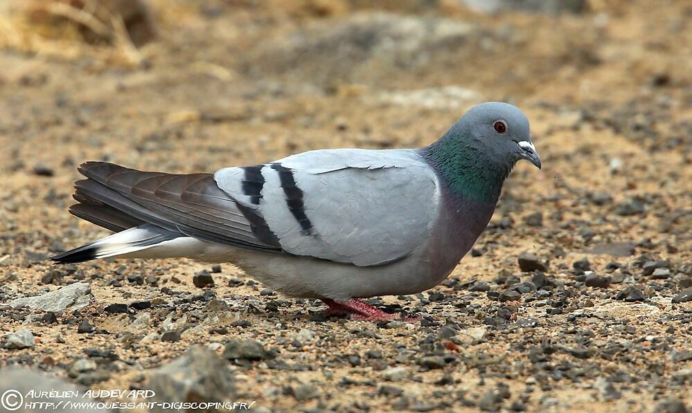 Hill Pigeonadult