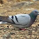 Pigeon des rochers