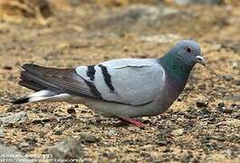 Pigeon des rochers