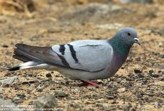 Pigeon des rochers