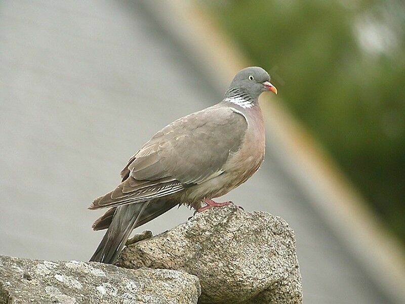 Common Wood Pigeon