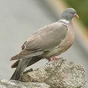 Common Wood Pigeon