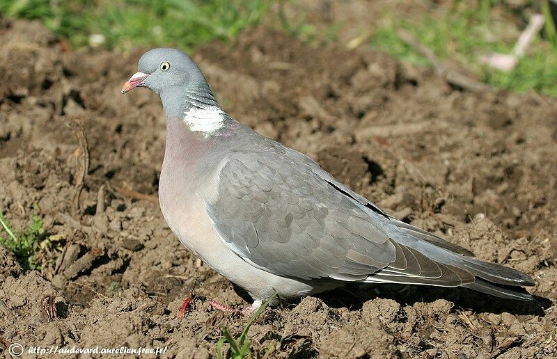 Common Wood Pigeon