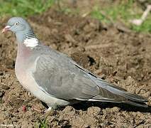 Common Wood Pigeon