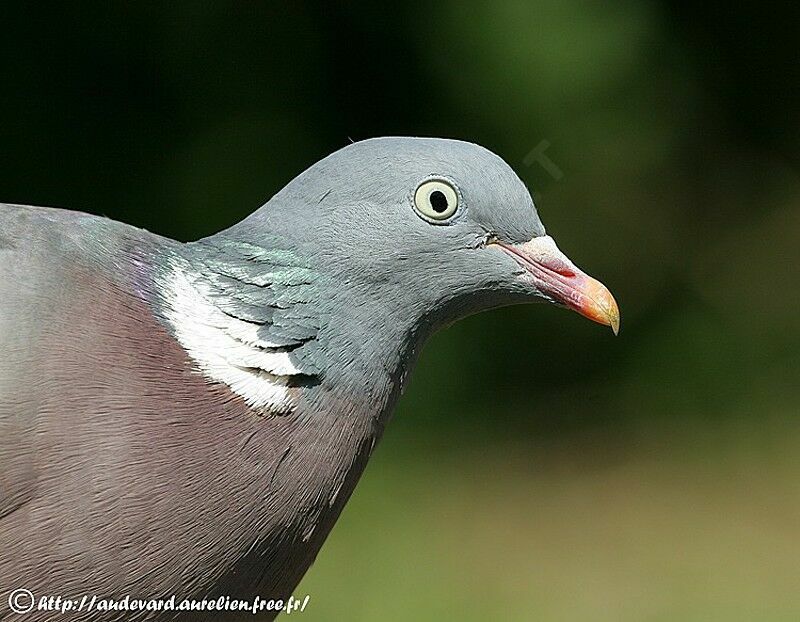 Pigeon ramiersubadulte