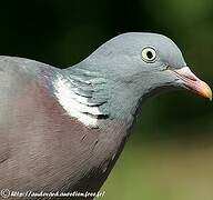 Common Wood Pigeon