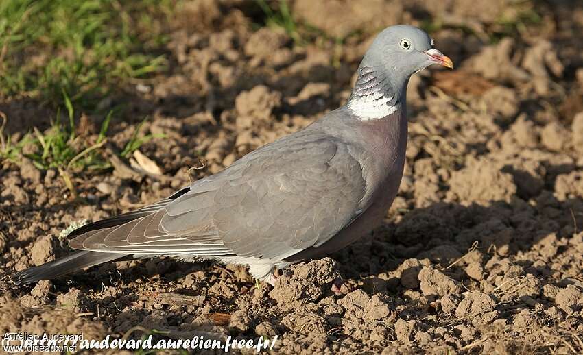 Common Wood Pigeonadult