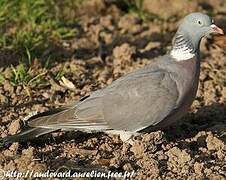 Common Wood Pigeon