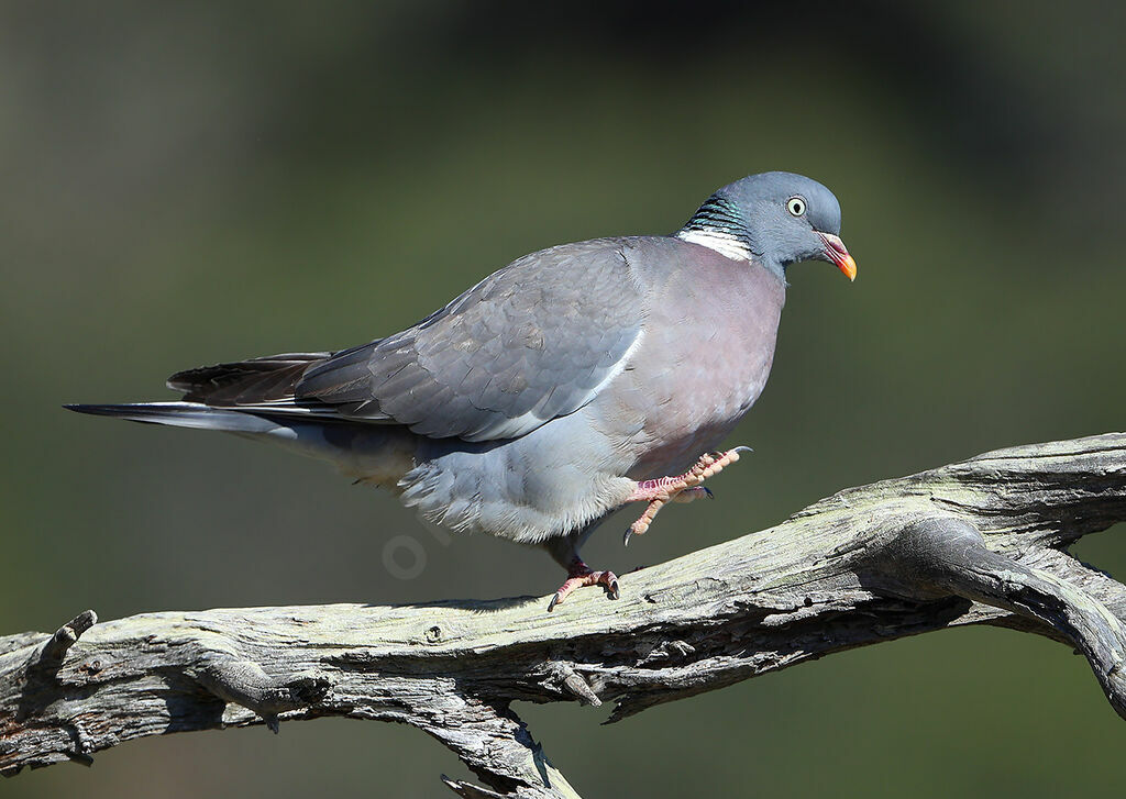 Common Wood Pigeonadult breeding, identification