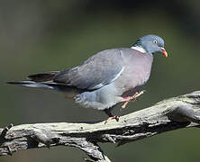 Common Wood Pigeon