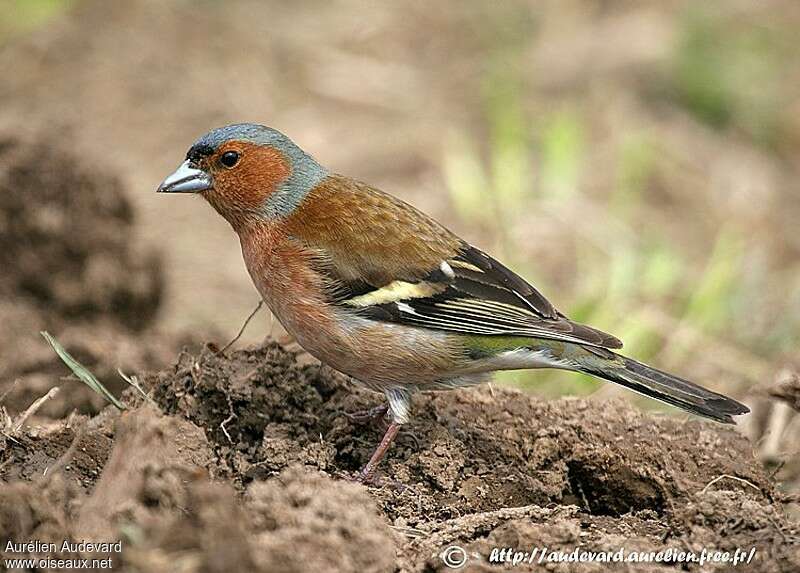 Eurasian Chaffinch male adult, identification