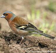 Eurasian Chaffinch