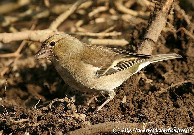 Common Chaffinch female adult post breeding