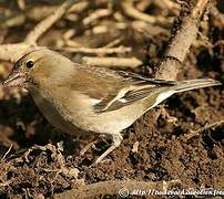 Eurasian Chaffinch