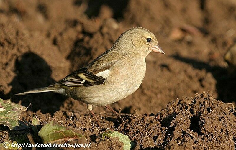 Common Chaffinch