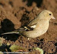 Eurasian Chaffinch