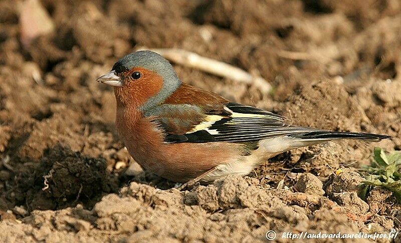 Common Chaffinch