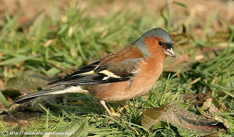 Eurasian Chaffinch male adult breeding