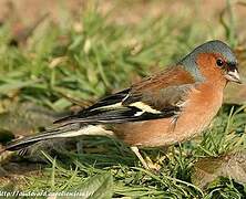 Common Chaffinch